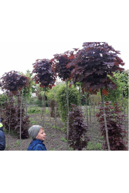 Клен гостролистий Крімсон Сентрі - 45л/вис.300-340см/Ø45-55см/ШТАМБ 170-180см/обхват 8-10см